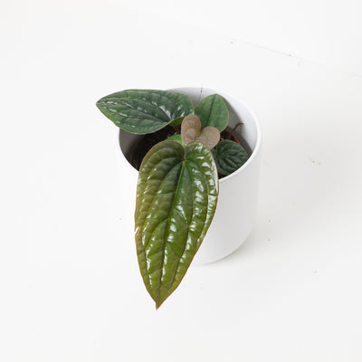 Anthurium Luxurians x Radicans