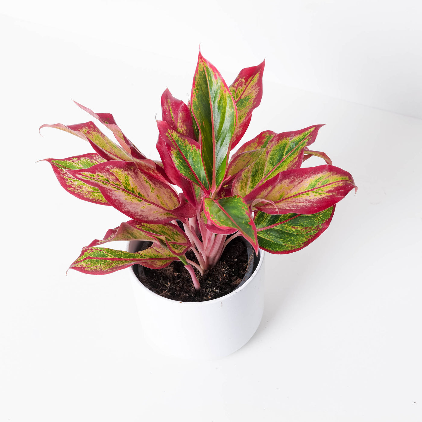 Aglaonema Bundle - House of Kojo