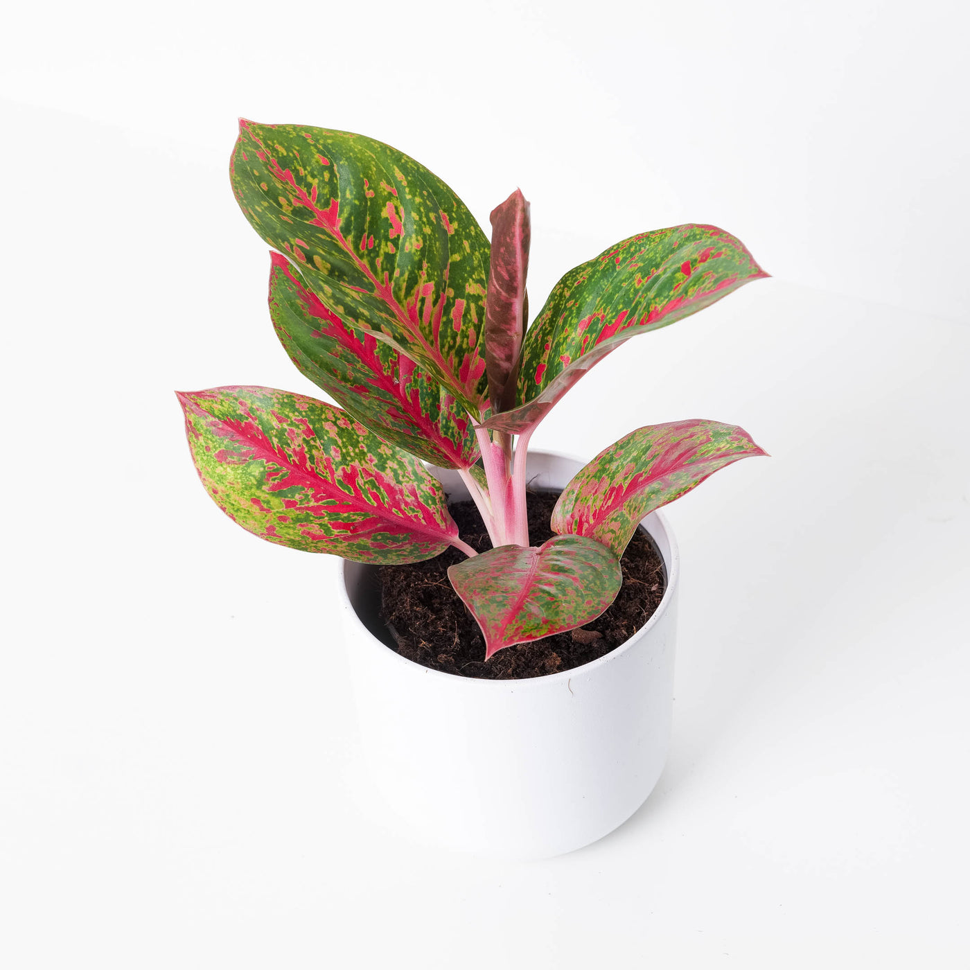 Aglaonema 'Red Sprinkles' - House of Kojo