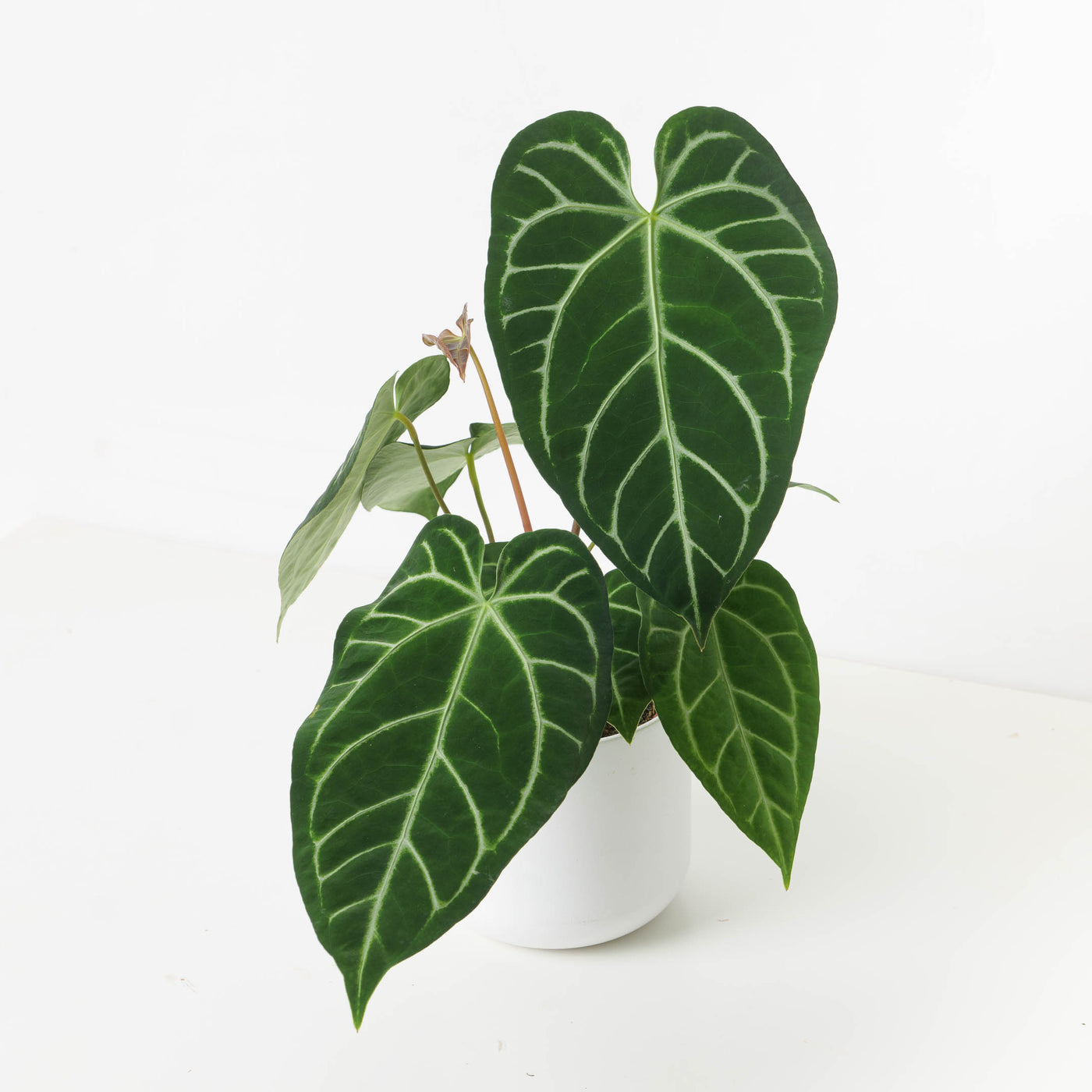 Anthurium Crystallinum x Regale - House of Kojo