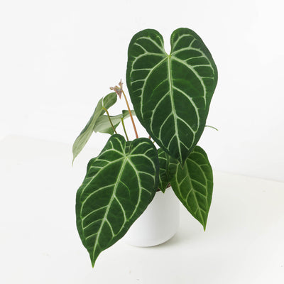 Rare Anthurium Bundle - House of Kojo