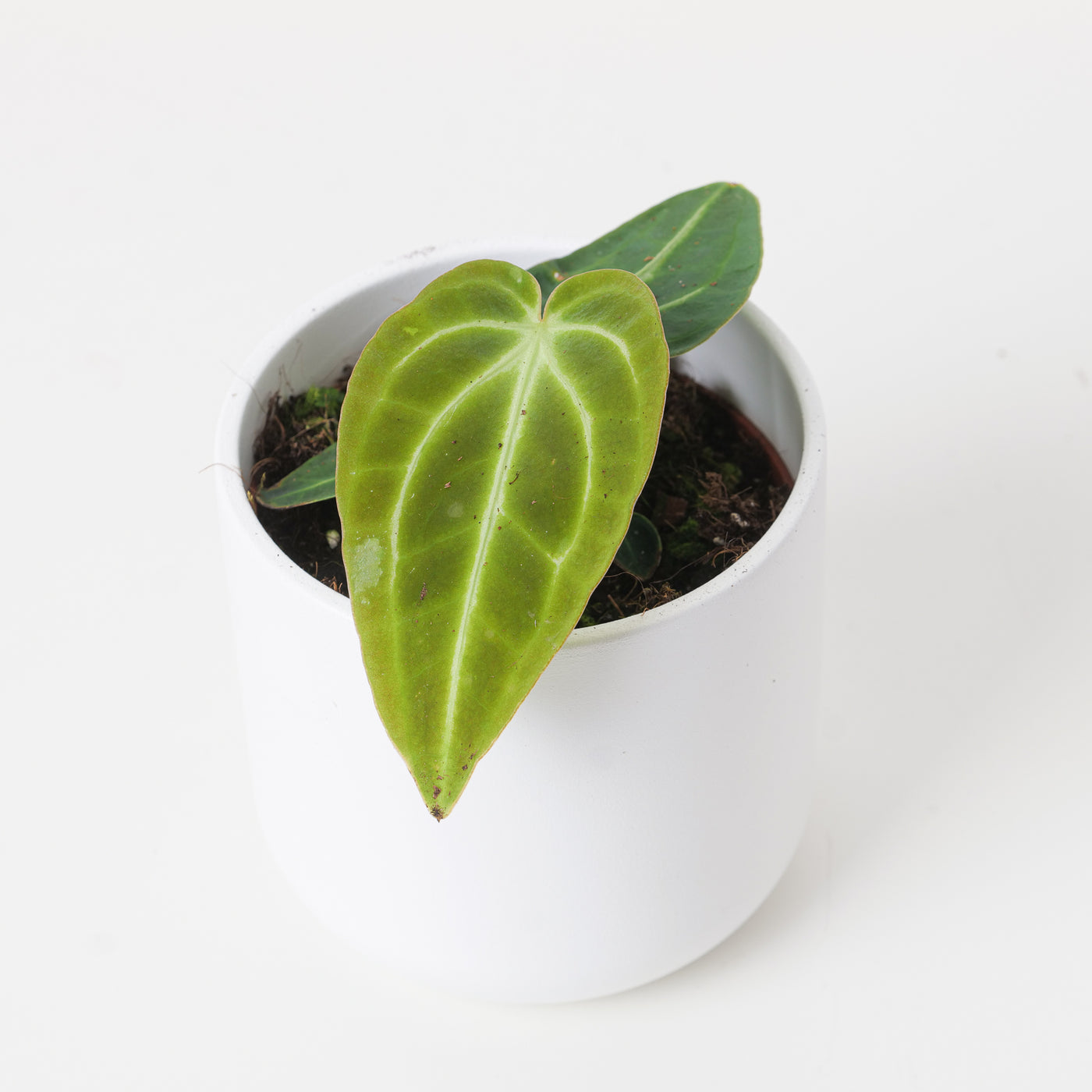 Anthurium regale x nigrolaminum 'Gigi' - House of Kojo