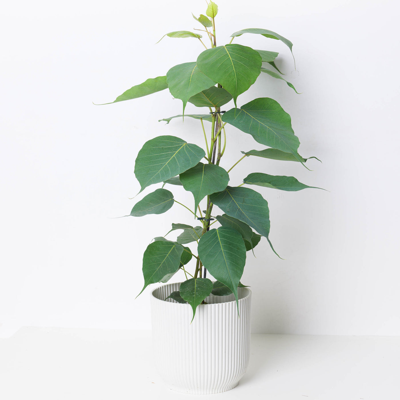 Ficus religiosa | Sacred Fig Plant - House of Kojo