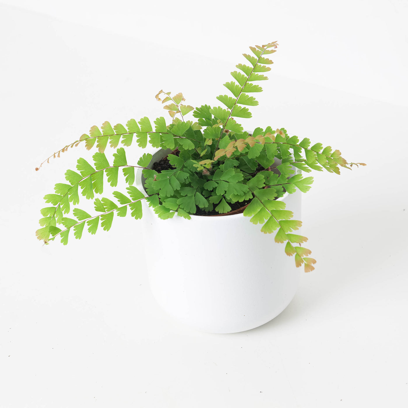 Trailing Maidenhair Fern | Adiantum Caudatum - House of Kojo