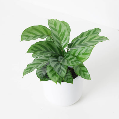 Calathea 'Freddy' - House of Kojo