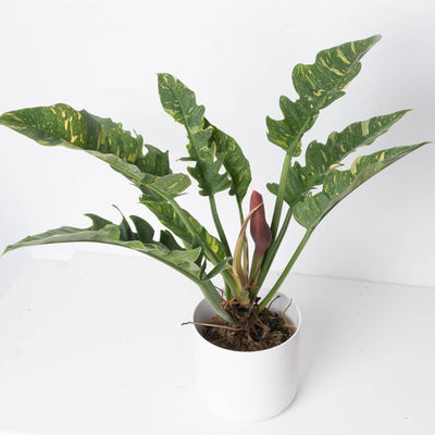 Philodendron Narrow Ring of Fire - House of Kojo