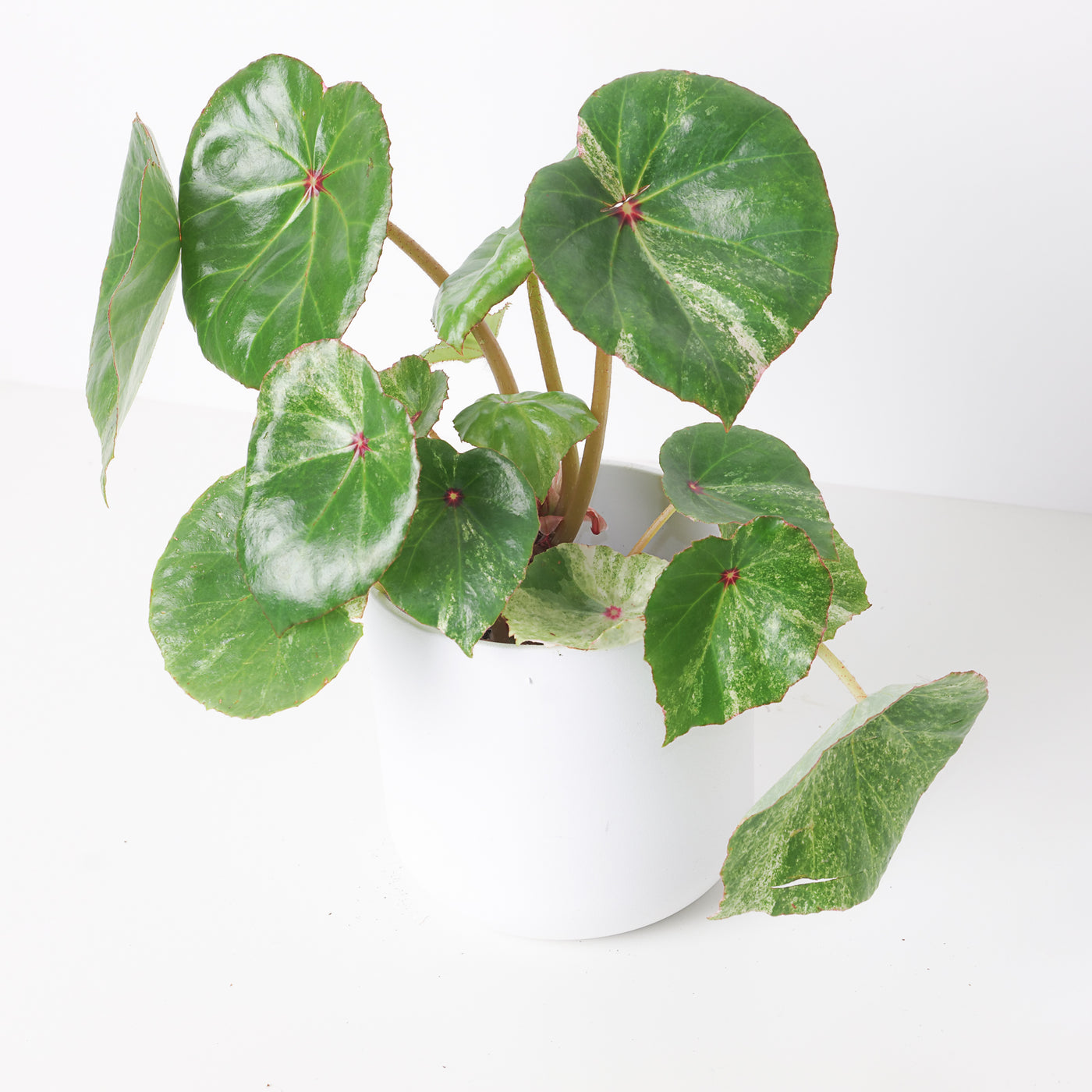 Begonia Rouge Variegated - House of Kojo