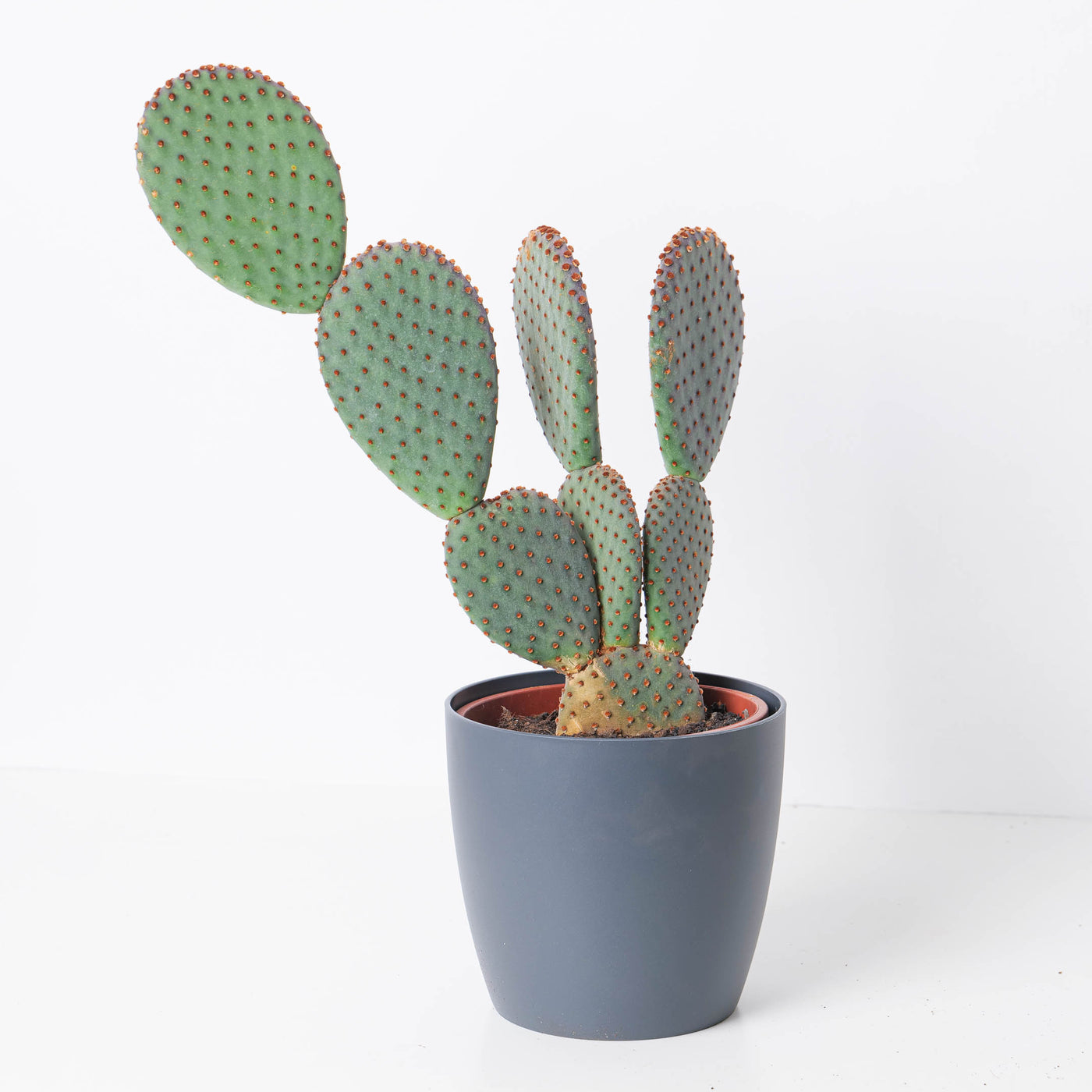 Opuntia Microdasys Rufida | Cinnamon Bunny Ear Cactus - House of Kojo