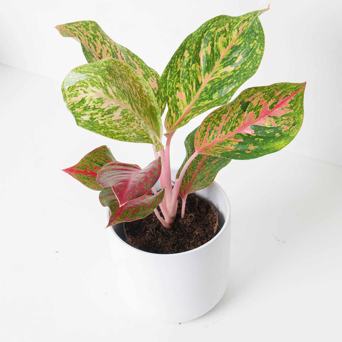 Aglaonema 'Samba Red' - House of Kojo