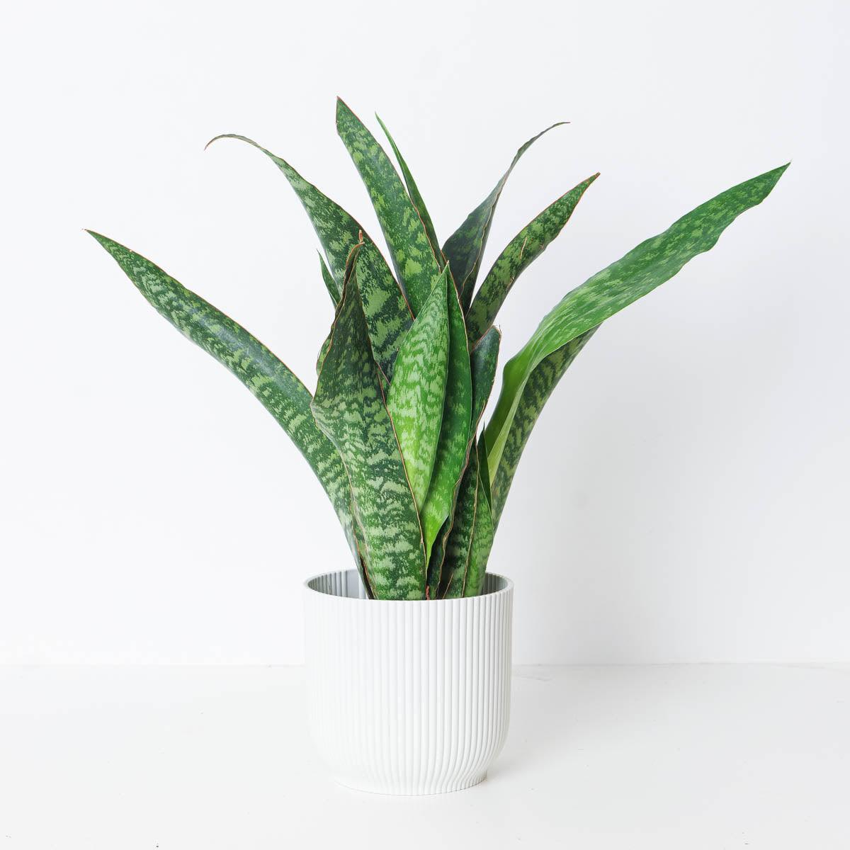 Sansevieria aubrytiana 'Dragon'  | Snake Plant - House of Kojo