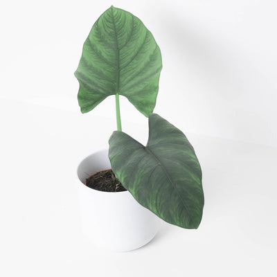 Alocasia scabriuscula - House of Kojo