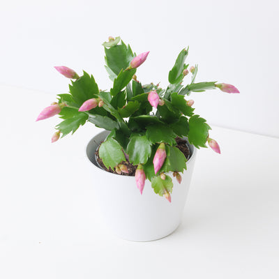 Schlumbergera Pink Thanksgiving Cactus - House of Kojo