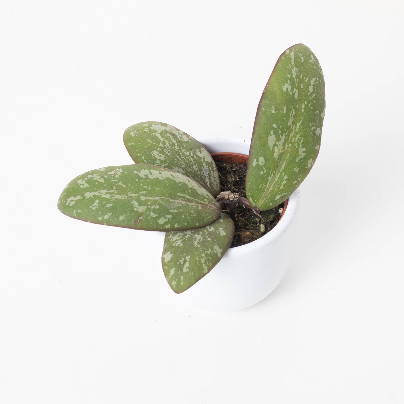 Hoya sigitalis (Wide Leaf Form) - House of Kojo