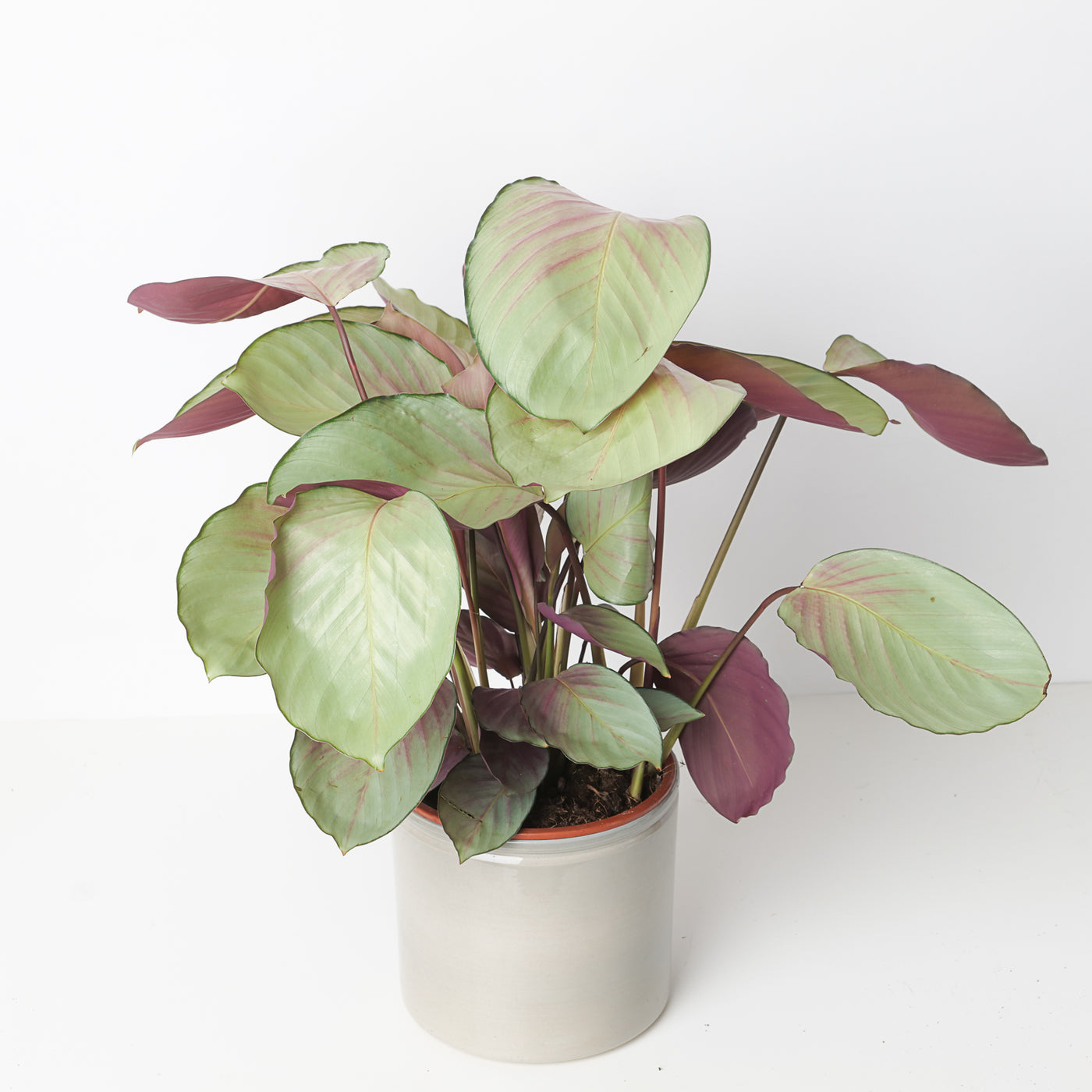 Calathea roseopicta 'Silver Plate' - House of Kojo