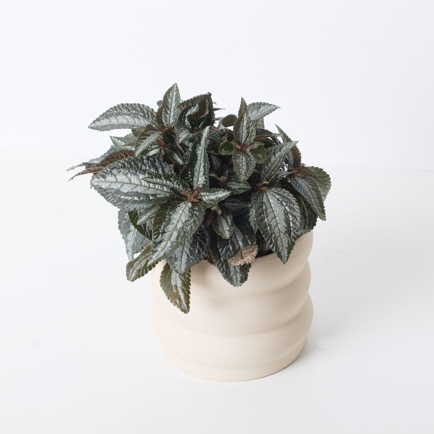 Pilea 'Silver Tree' - House of Kojo