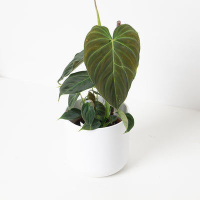 Philodendron Splendid | Verrucosum x Melanochrysum - House of Kojo