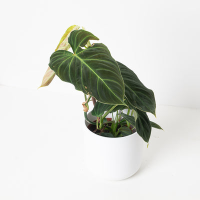 Philodendron Splendid | Verrucosum x Melanochrysum - House of Kojo