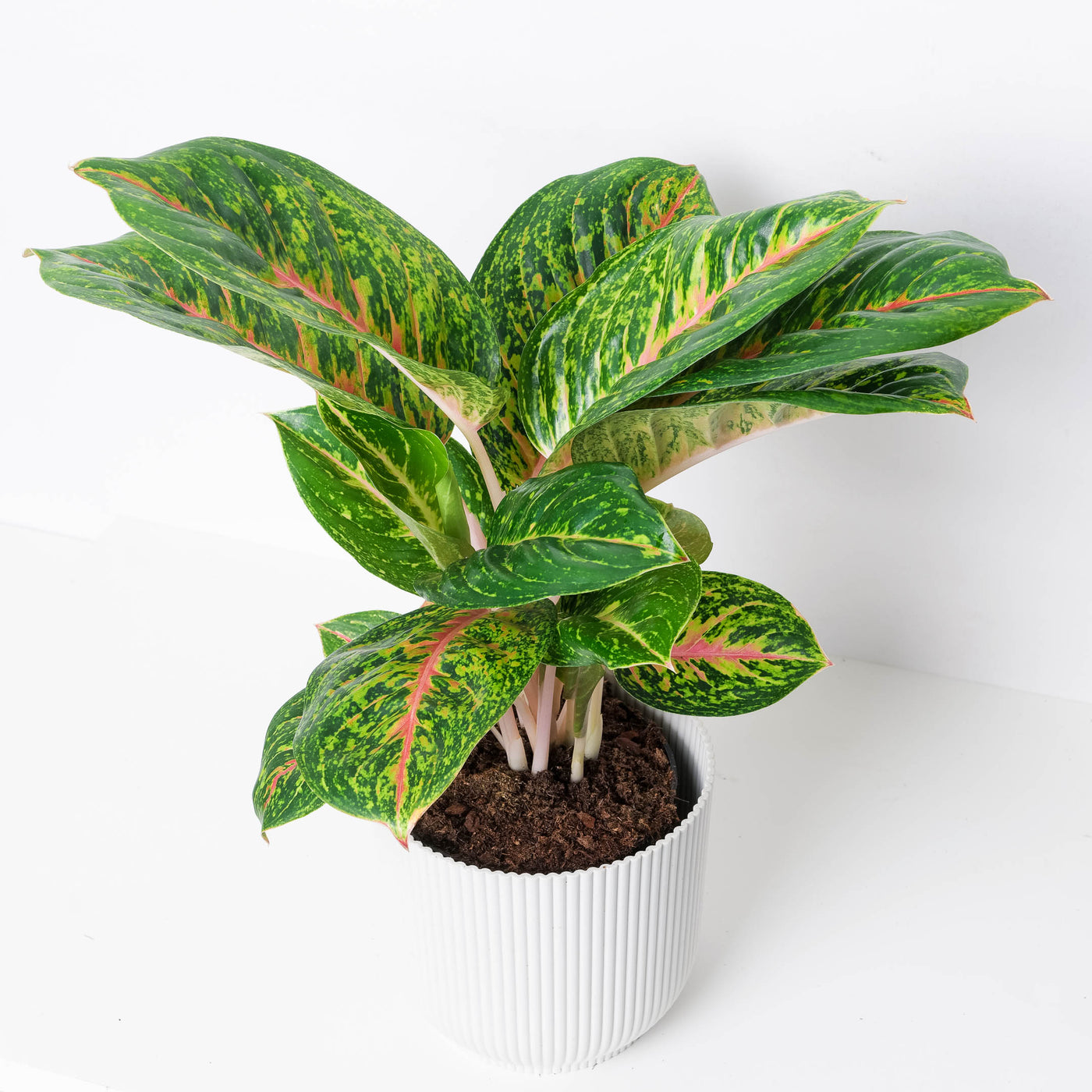 Aglaonema 'Spring Red' - House of Kojo