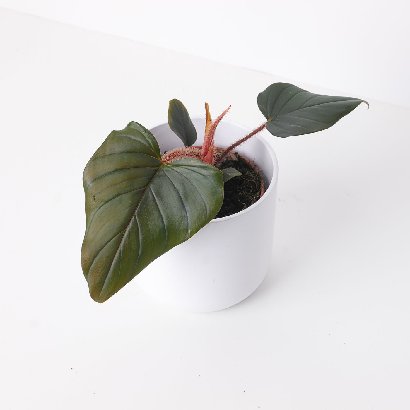 Philodendron Squamicaule 'Black / Red' - House of Kojo