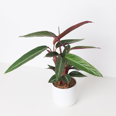 Stromanthe Sanguinea Stripestar | Calathea Stripestar - House of Kojo