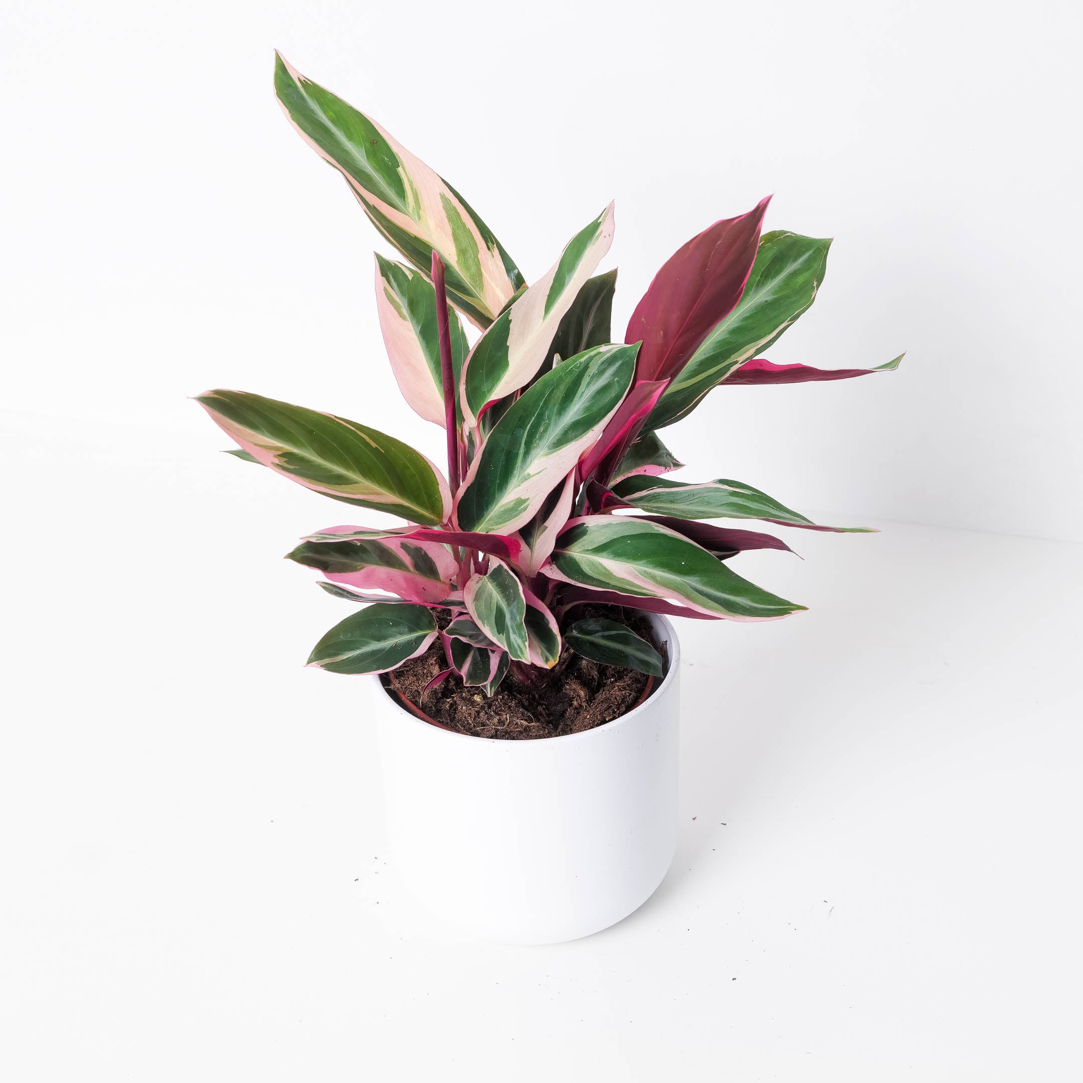 Pet Safe* Stomanthe Triostar | Calathea discount Triostar | Stromanthe Sanguinea