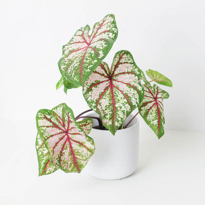 Caladium 'Tapestry' - House of Kojo