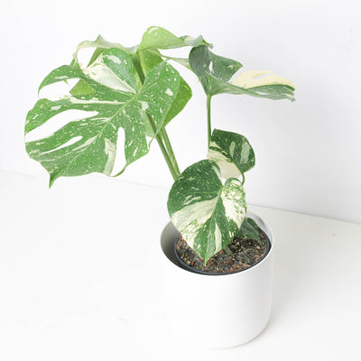 Monstera Deliciosa Thai Constellation - House of Kojo