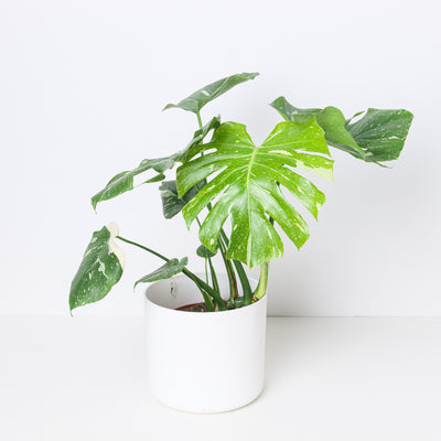 Monstera Deliciosa Thai Constellation - House of Kojo