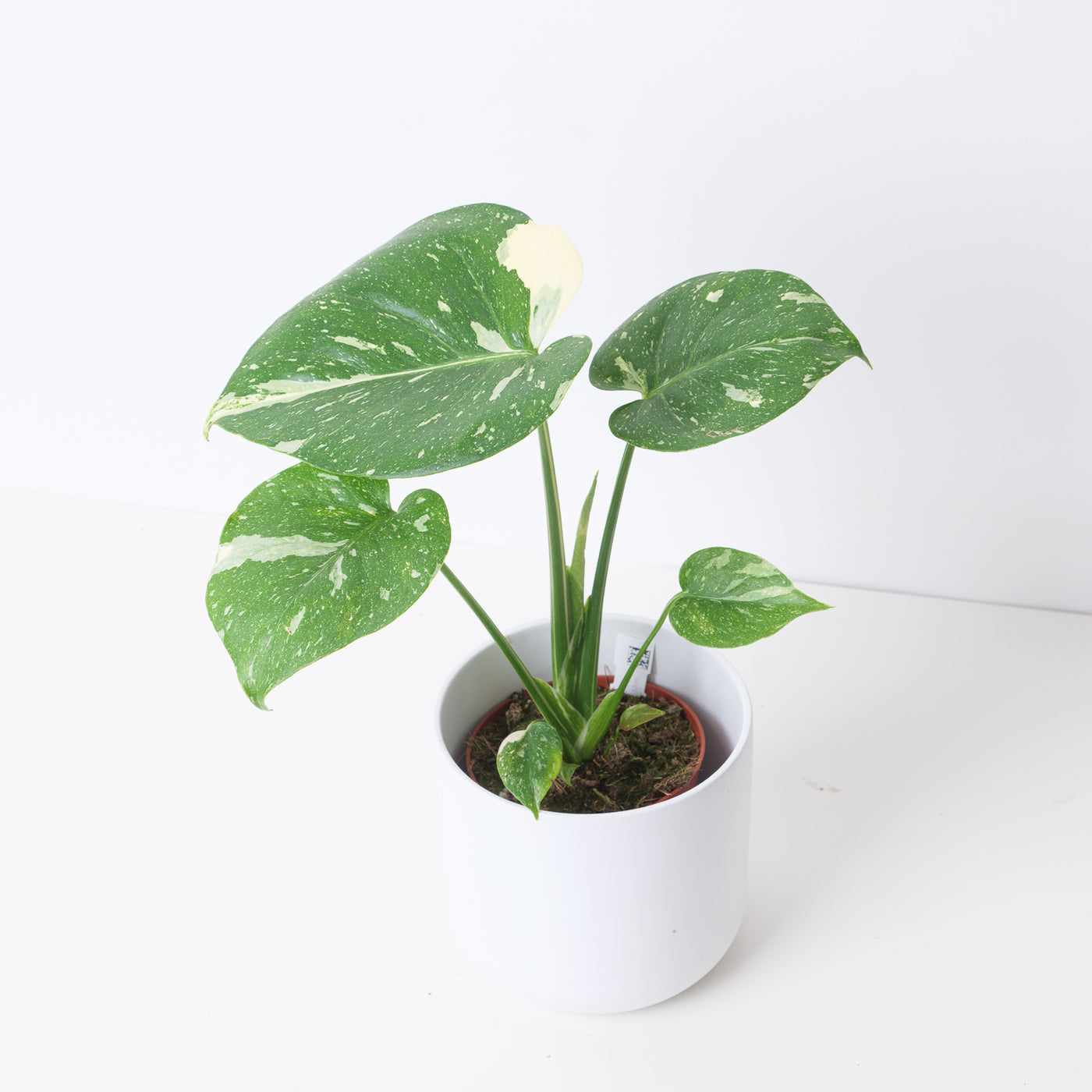 Monstera Deliciosa Thai Constellation - House of Kojo