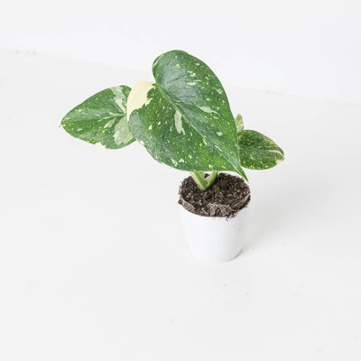 Variegated Baby Bundle - House of Kojo