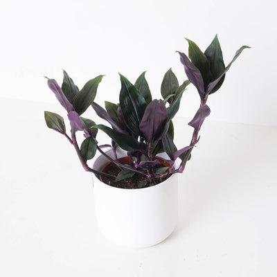 Tradescantia Spathacea Roxxo | House Plant - House of Kojo