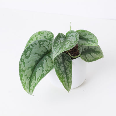 Scindapsus Pictus Trebie | Satin Pothos - House of Kojo