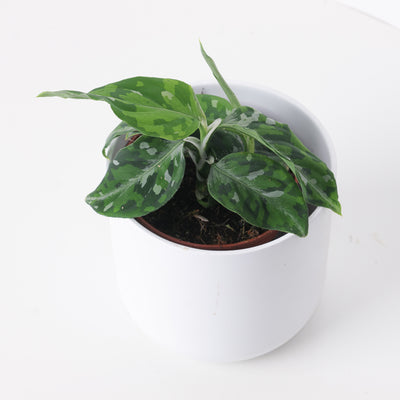 Aglaonema pictum Tricolor - House of Kojo