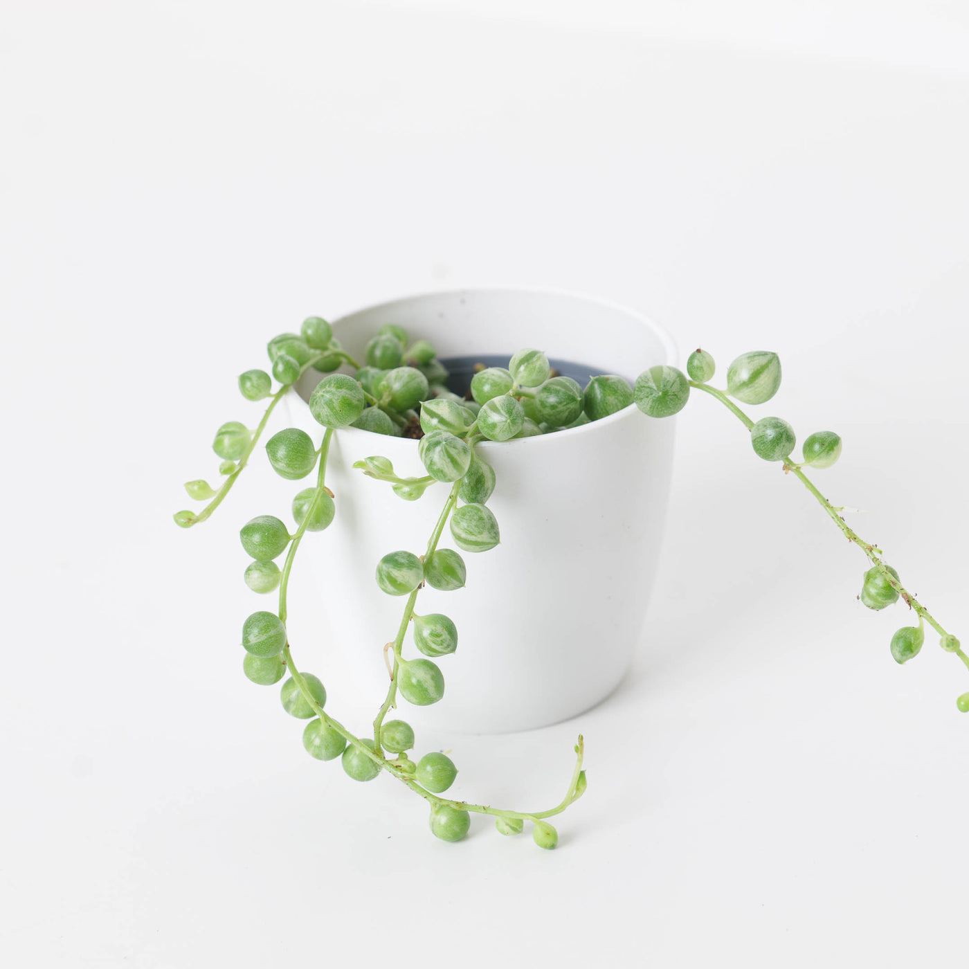 Senecio rowleyanus variegated | Variegated String of Pearls - House of Kojo