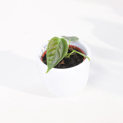 Anthurium veitchii | King Anthurium - House of Kojo
