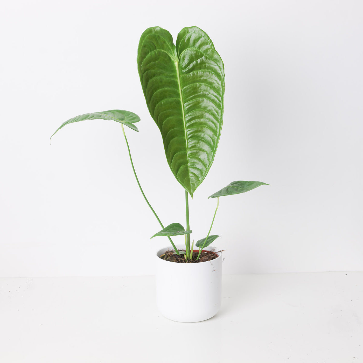 Anthurium veitchii | King Anthurium - House of Kojo