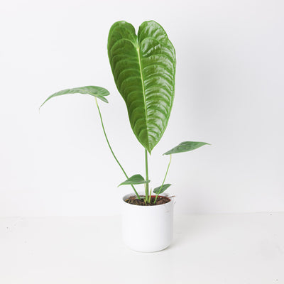 Anthurium veitchii | King Anthurium - House of Kojo