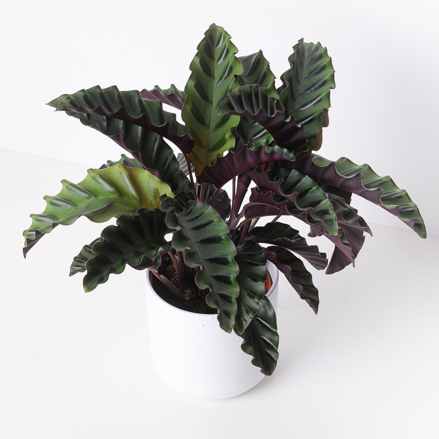 Calathea 'Velvet Glory' - House of Kojo