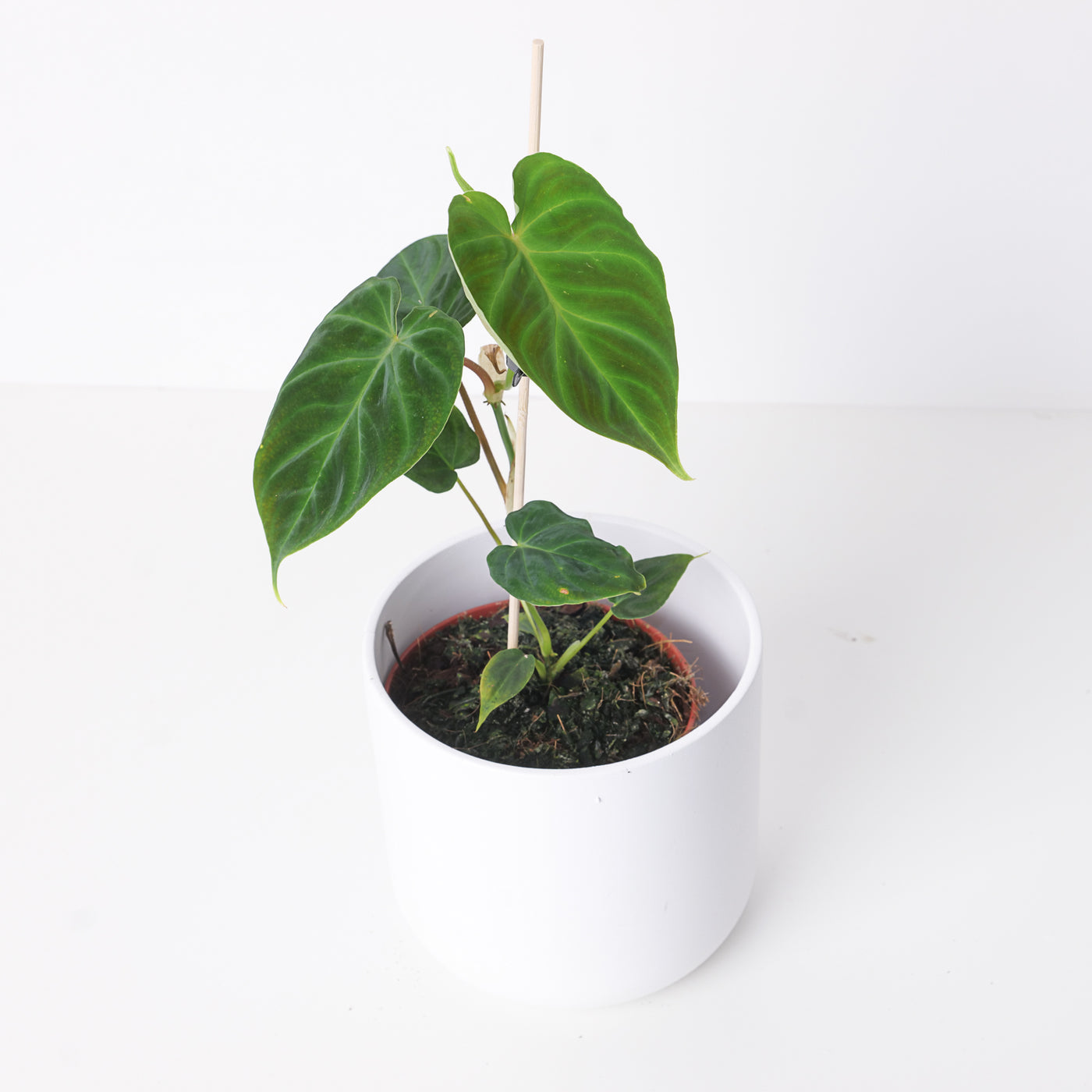 Philodendron Verrucosum Dutch Form - House of Kojo