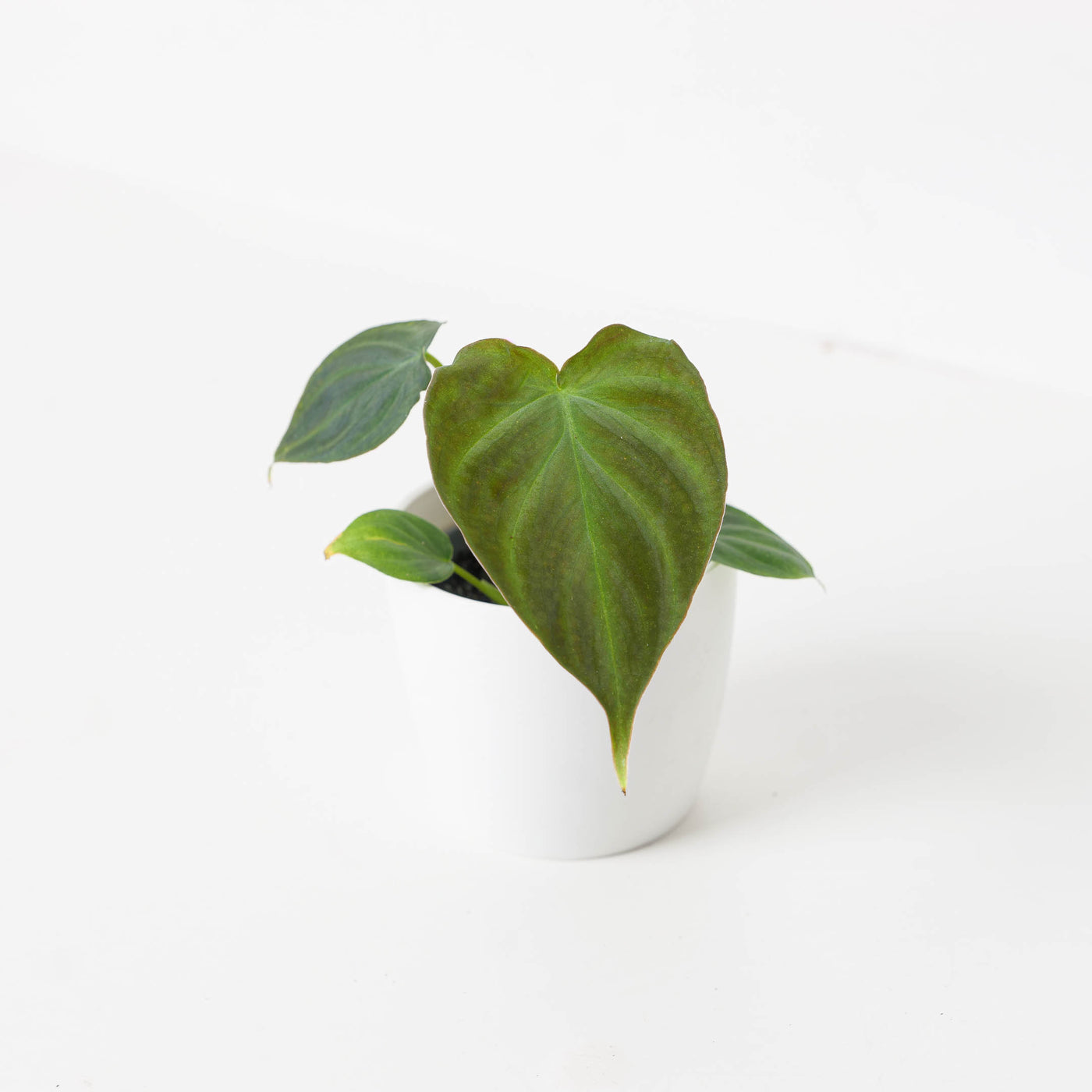 Philodendron Baby Bundle - House of Kojo