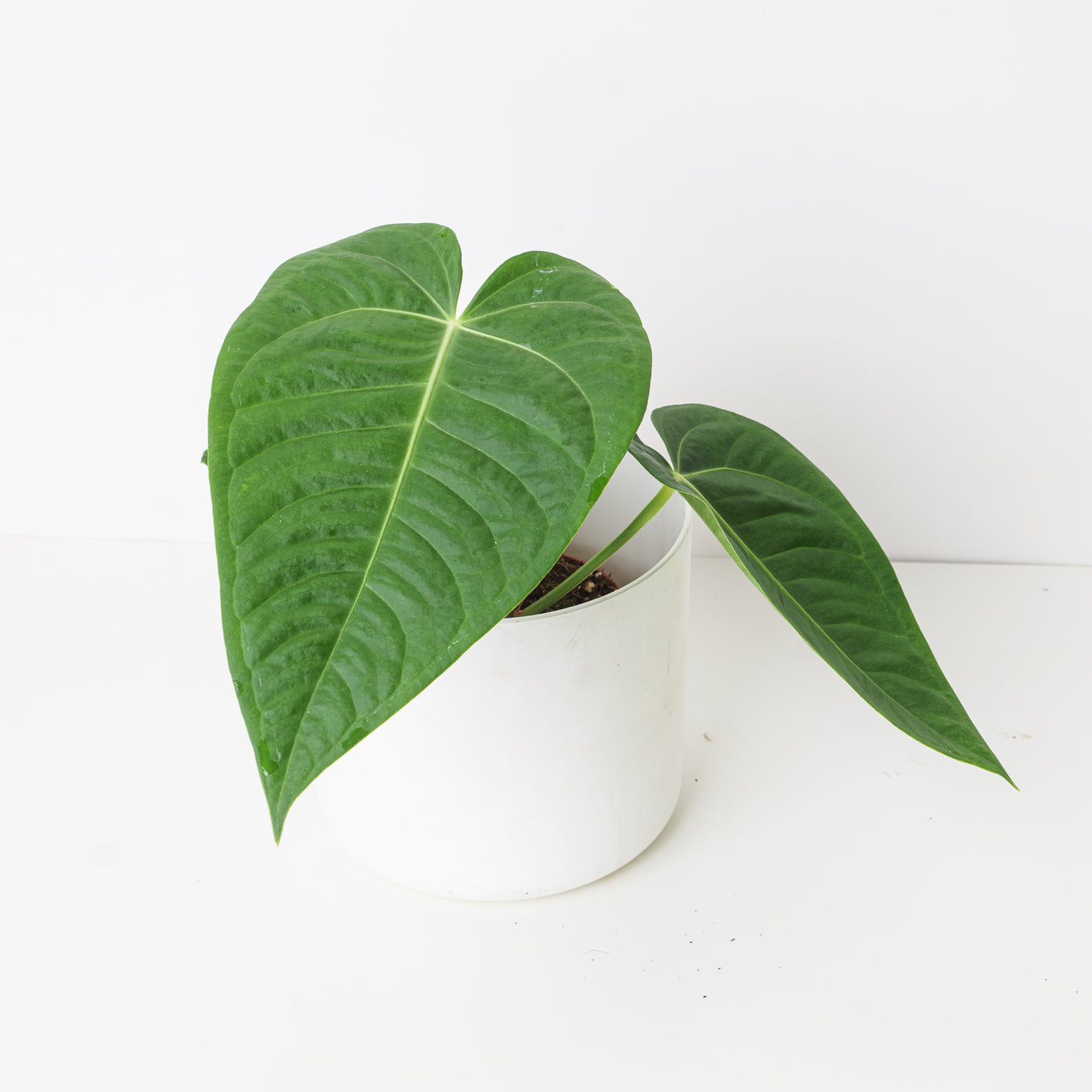 Anthurium Villenaorum x Veitchii - House of Kojo