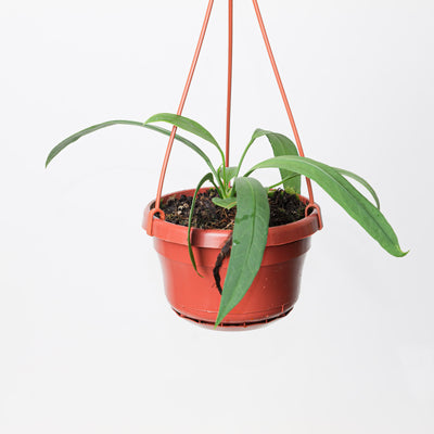 Anthurium vittariifolium - House of Kojo