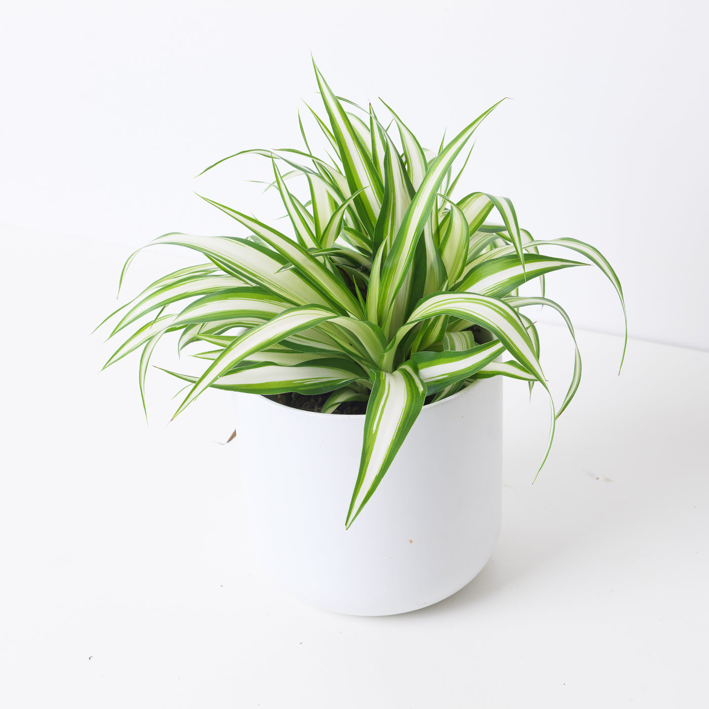 Spider Plant | Chlorophytum comosum 'Vittatum' - House of Kojo