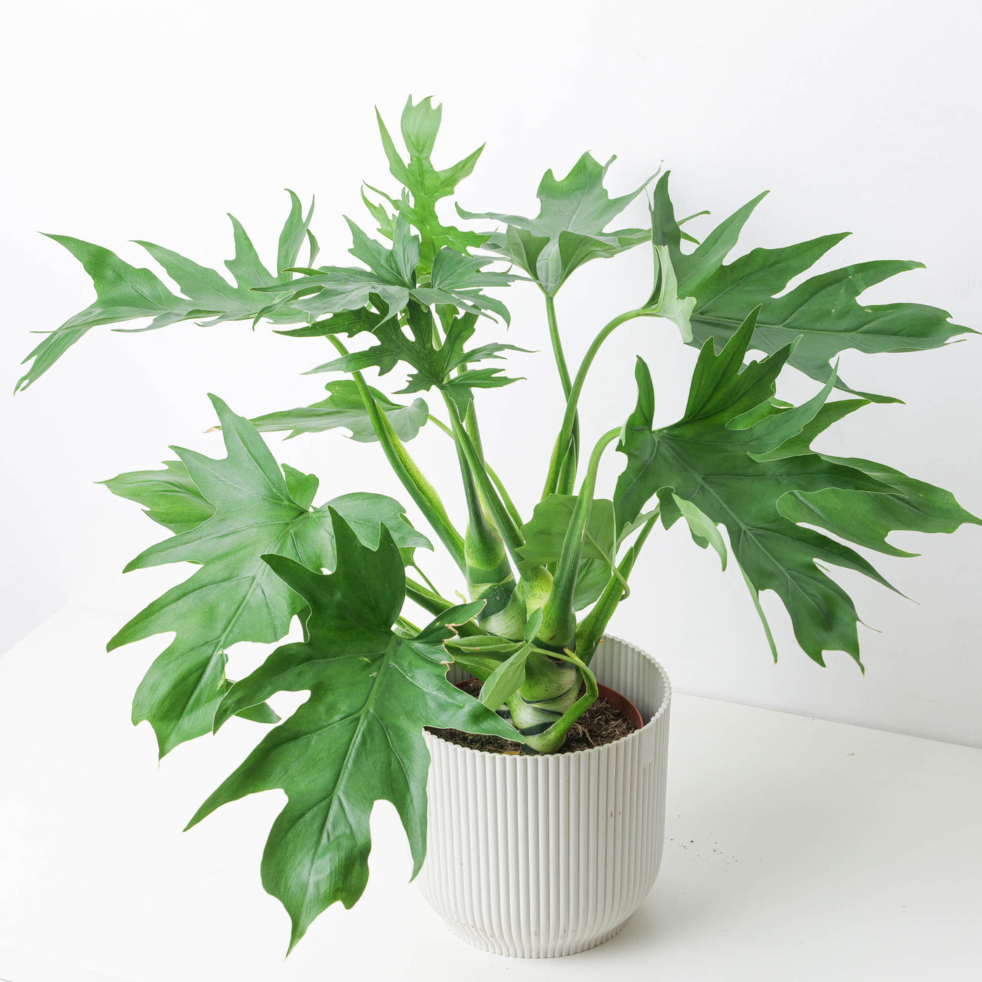 Philodendron Warscewiczii - House of Kojo