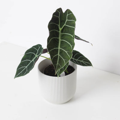 Alocasia Watsoniana 'Velvety' - House of Kojo