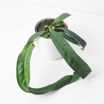 Anthurium wendlingeri - House of Kojo