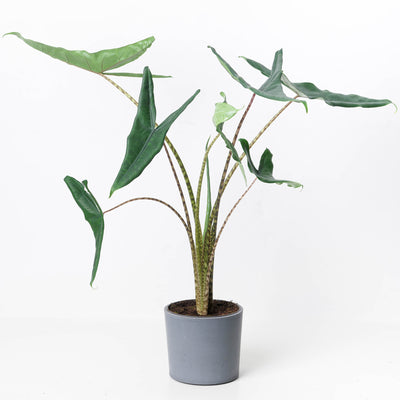 Alocasia Acuta Tigrina - House of Kojo