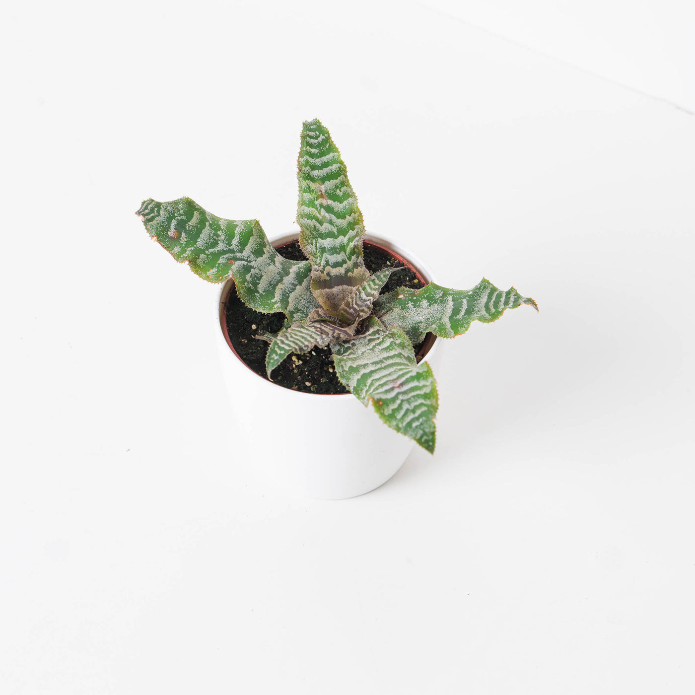 Cryptanthus zonatus  | Zebra Stripe Plant - House of Kojo