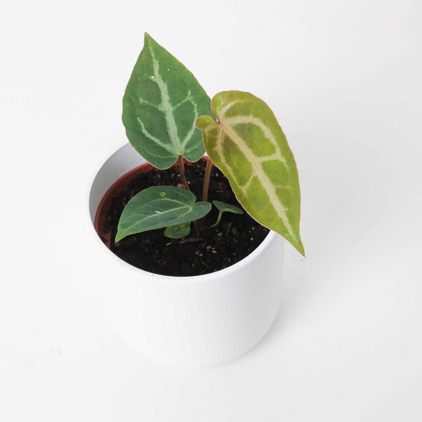 Anthurium Magnificum x (Zara x Michelle) - House of Kojo