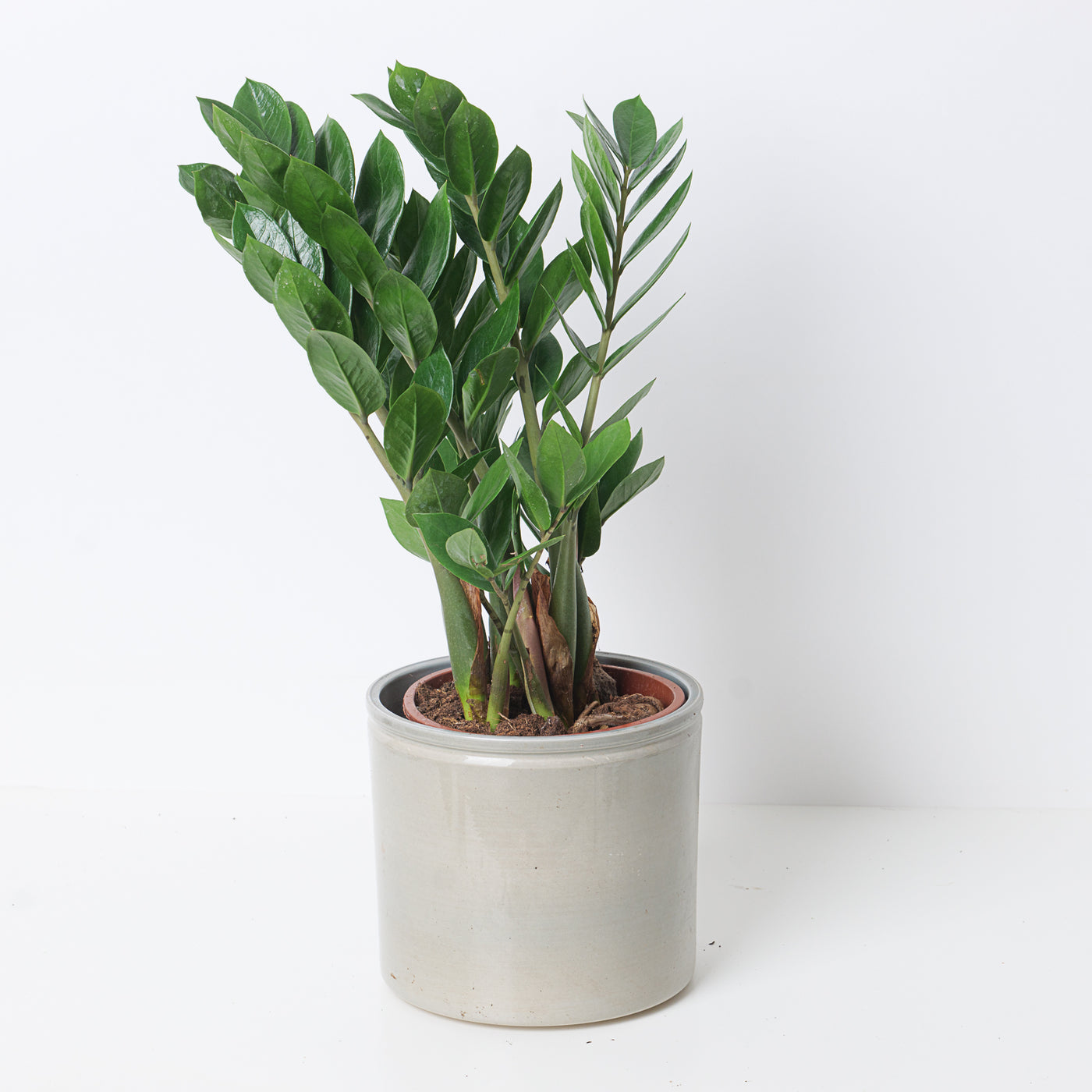 Zamioculcas Zamiifolia | ZZ Plant - House of Kojo